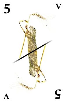Tarok V